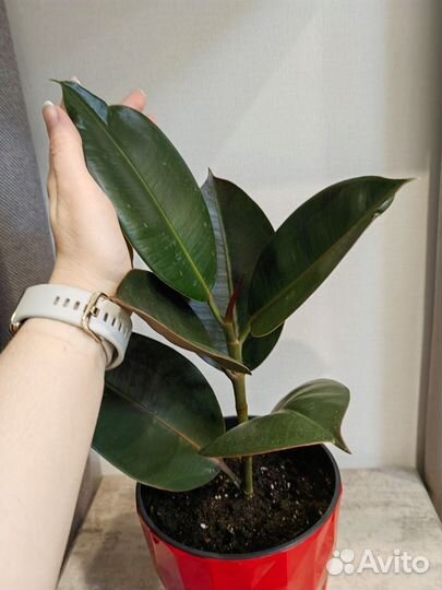 Фикус каучуконосный эластика