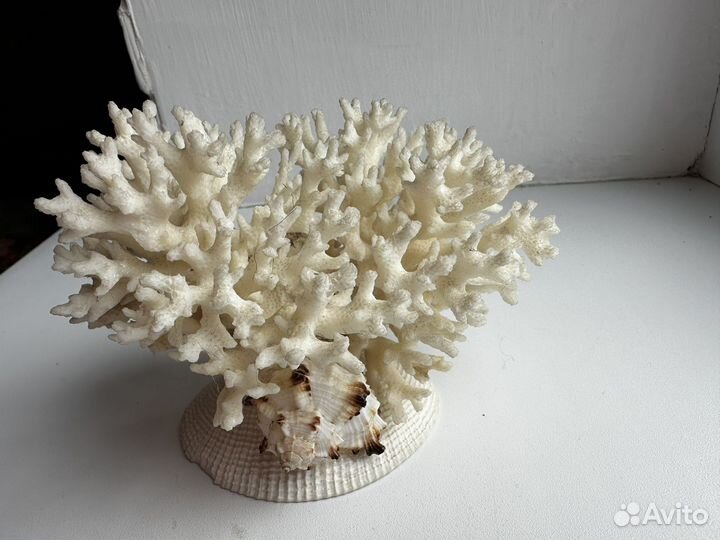 Натуральный морской коралл