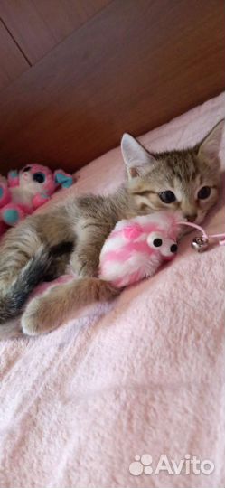 Котенок Мия