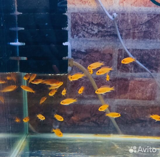 Рыбки, корм, смесь для черепах