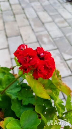 Герань тюльпановидная