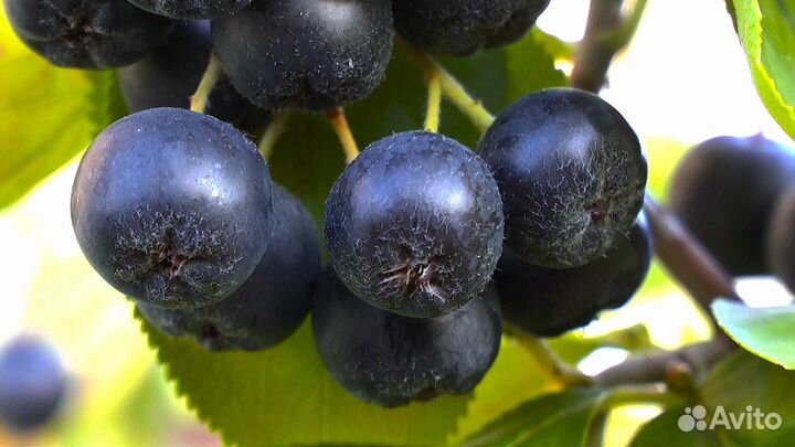 Саженцы черноплодной рябины, арония