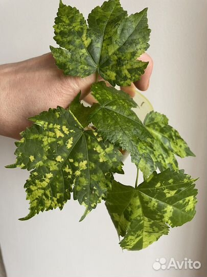 Разные цветочки