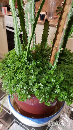 Молочай треугольный