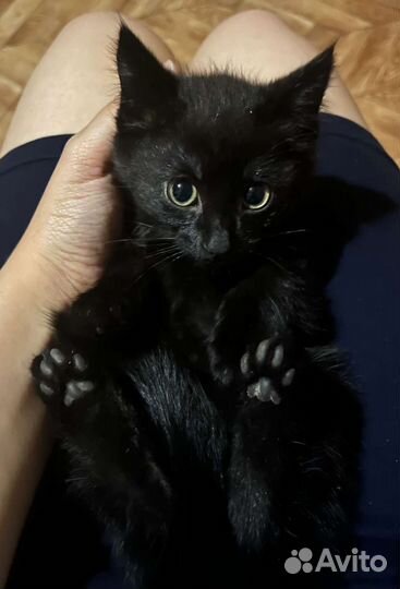 Котенок (девочка)