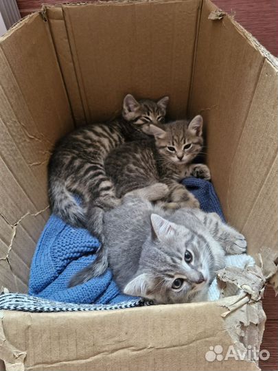Котята в добрые руки