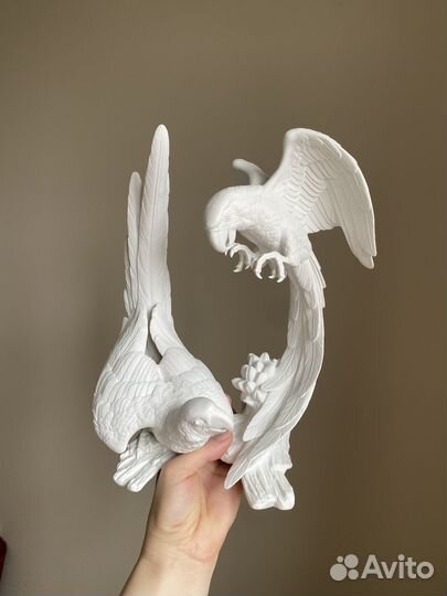 Попугаи kaiser