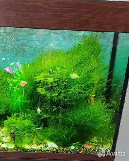 Аквариумные растения прополка