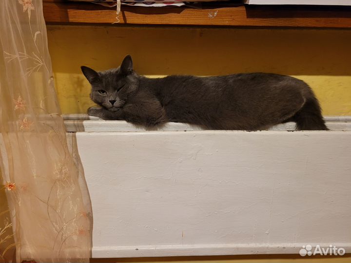 Отдам кошечку в добрые руки