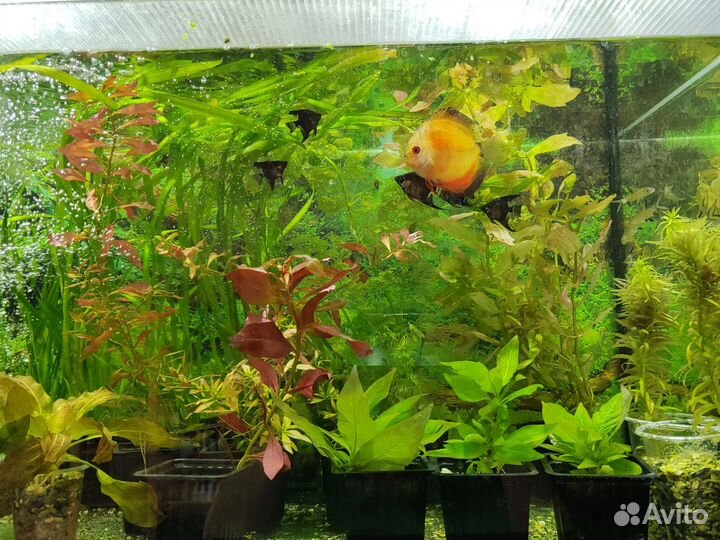 Аквариумные рыбки