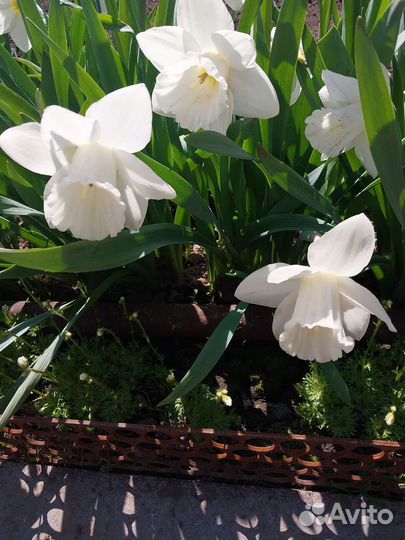 Примулы, нарциссы