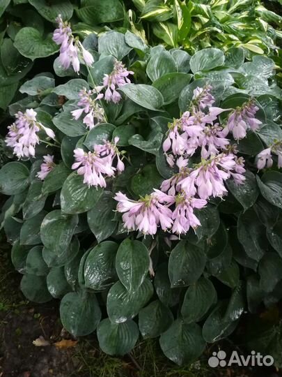 Хосты, Баданы, Гейхеры,Лилейники