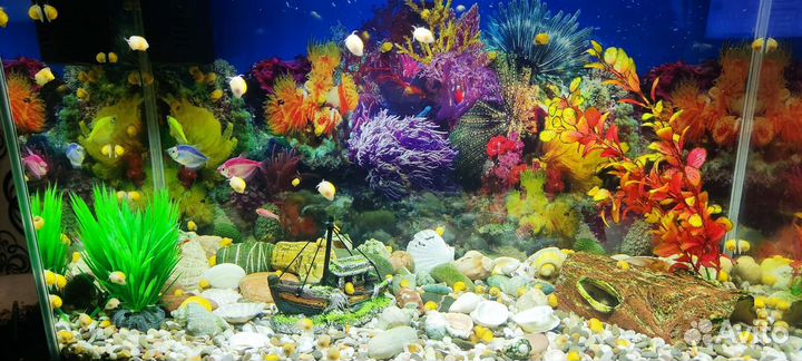 Улитки аквариумные ампулярии