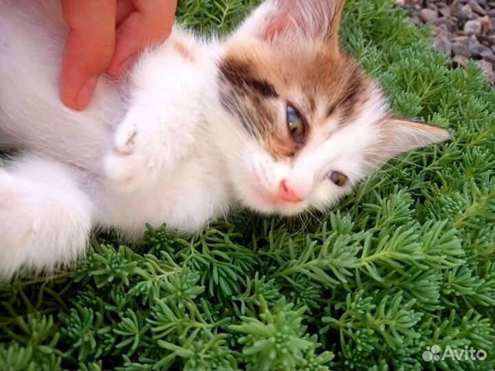 Отдам в добрые руки котят