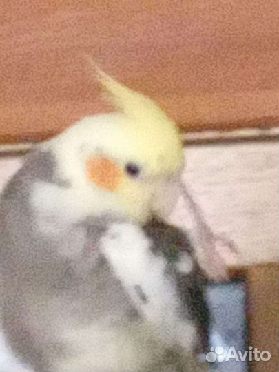 Попугай корелла