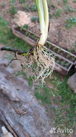 Каллы болотные