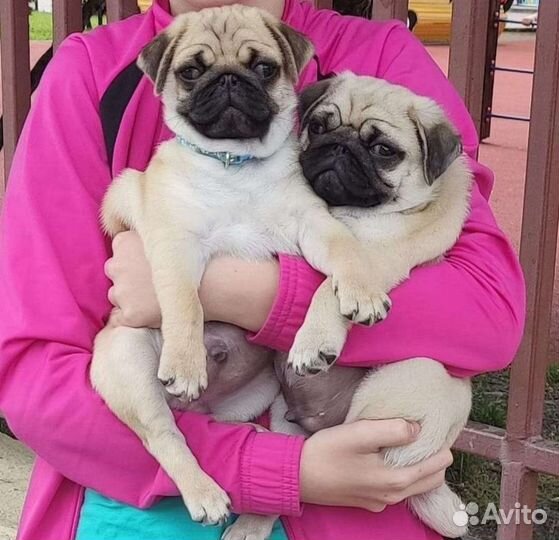 Мопсики щенки