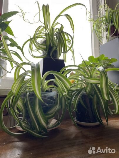 Хлорофитум кудрявый бонни