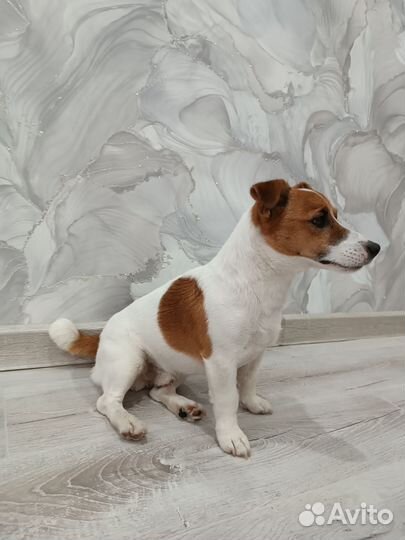 Груминг собак и экспресс-линька кошек