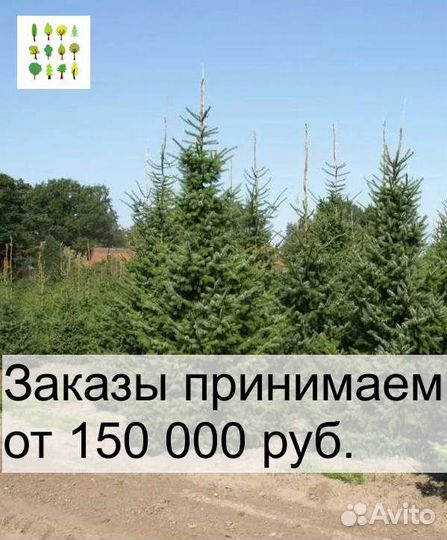 Ель
