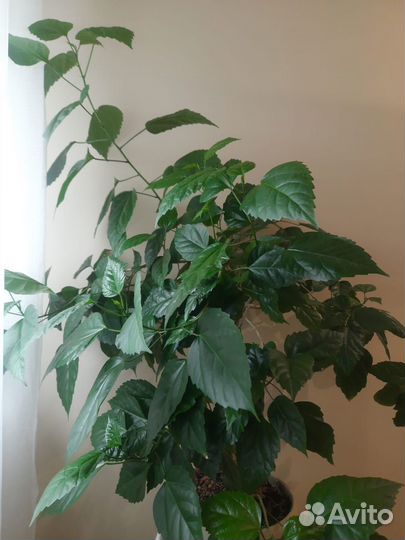 Дерево 6 лет Гибискус китайская роза