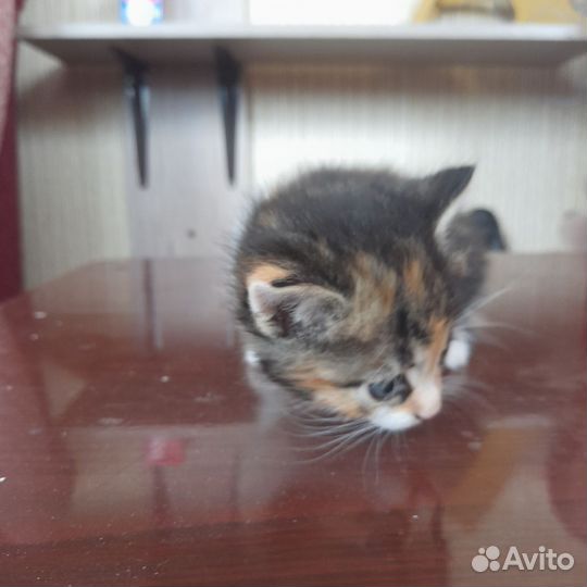 2 котенка, девочки