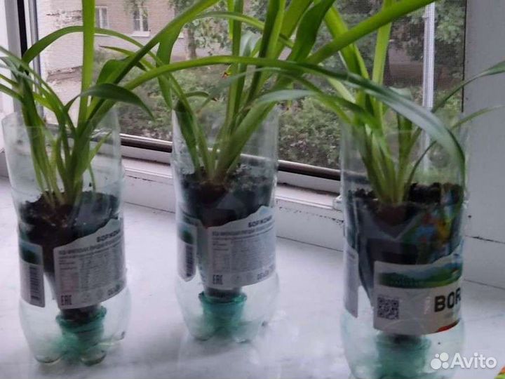 Хлорофитум