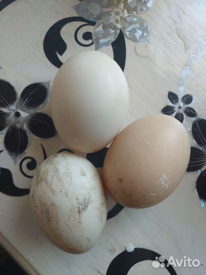 Инкубационное яйцо мускусной утки тяжелой линии