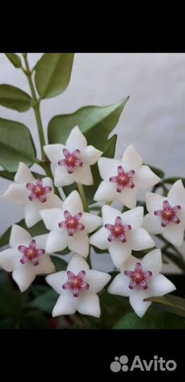 Цветы комнатные