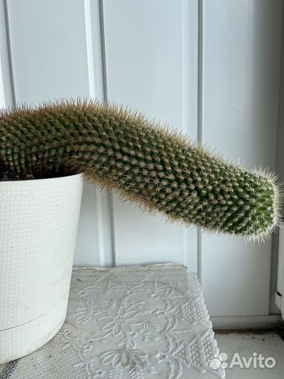 Большой кактус