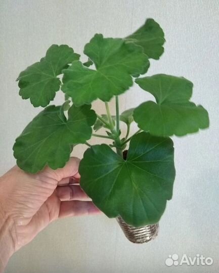 Пеларгония ив Майя Плисецкая