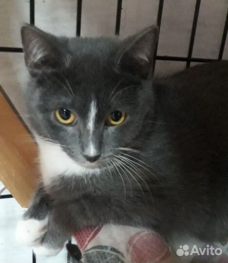 Котята