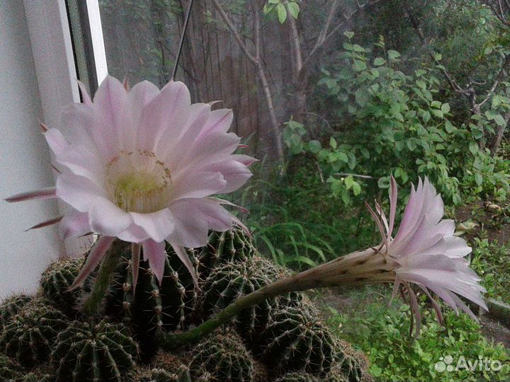 Кактус цветущий