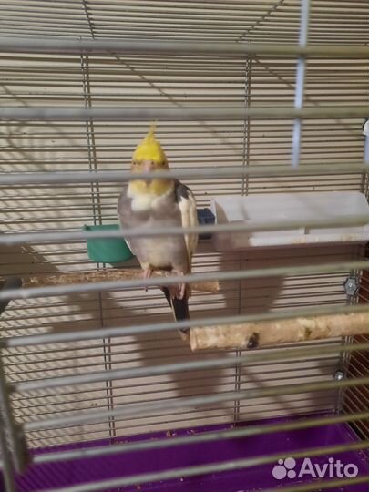 Попугай корелла самец