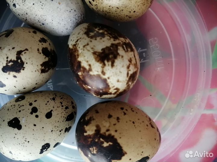 Яйца перепелиные инкубационное