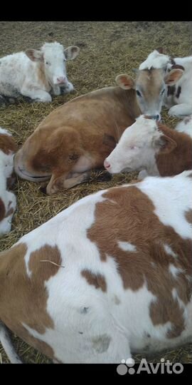 Бычки на откорм