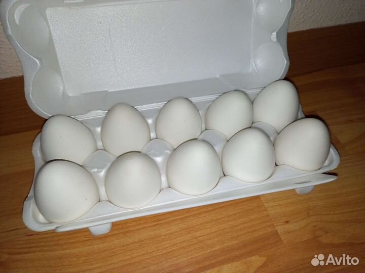 Яйца из гипса