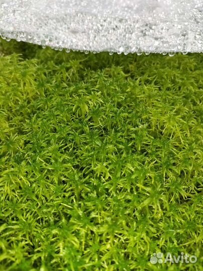 Мох сфагнум живой