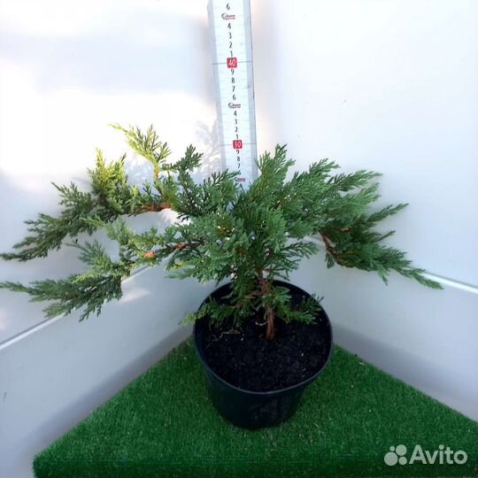 Видовая микробиота