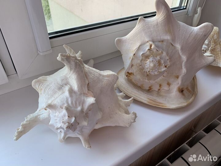 Ракушка морская большая