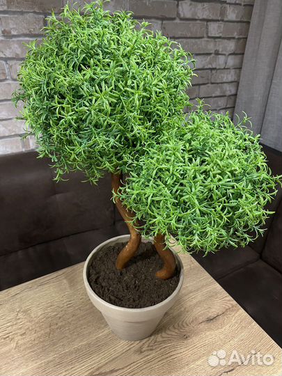 Розмарин домой в офис искусственный