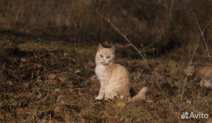 Котята мальчики и девочка
