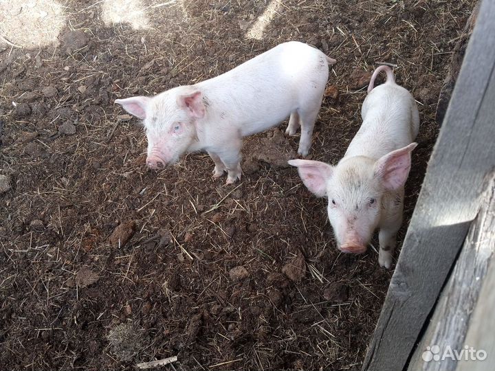 Поросята ландрас