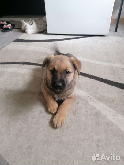 Щенок лайки девочка в добрые руки