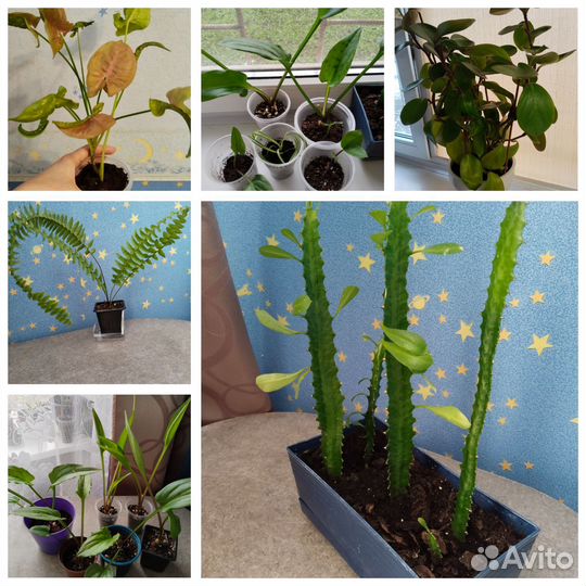 Комнатные цветы