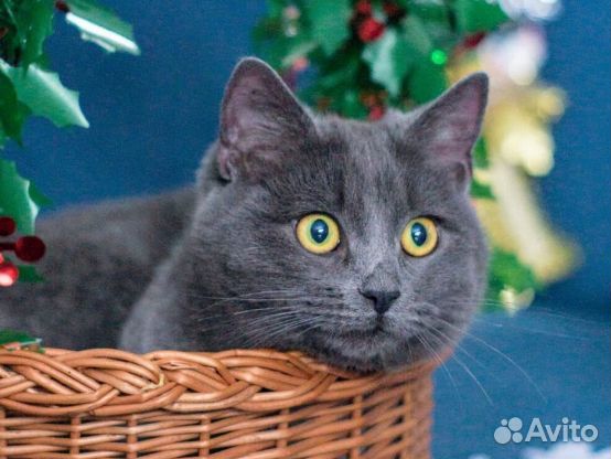 Котик