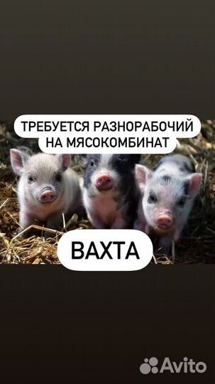 Разнорабочий вахта на Курганский мясокомбинат