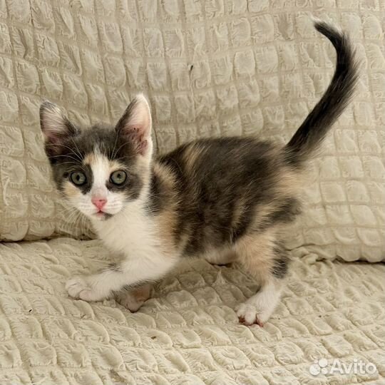 Котёнок девочка в добрые руки