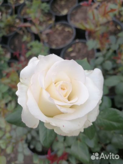 Цветы для сада, розы и многое другое