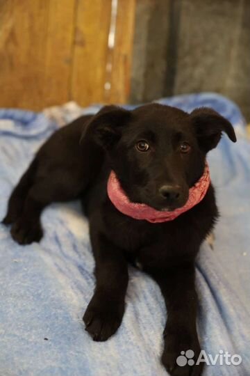 Щенок девочка в добрые руки